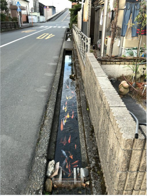 Không thể tin được, đàn cá chép lại có thể sinh sống trong một rãnh nước thải tại Nhật Bản! - Ảnh 1.