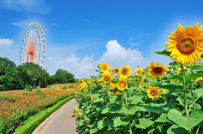 Công viên Hitachi - thiên đường hoa ở Nhật Bản