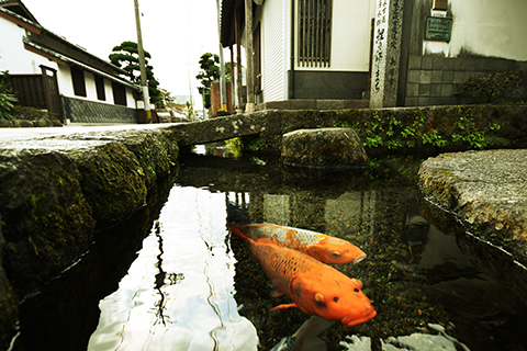 Không thể tin được, đàn cá chép lại có thể sinh sống trong một rãnh nước thải tại Nhật Bản! - Ảnh 2.