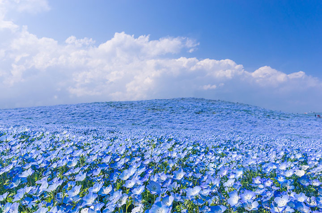 Công viên Hitachi - thiên đường hoa ở Nhật Bản