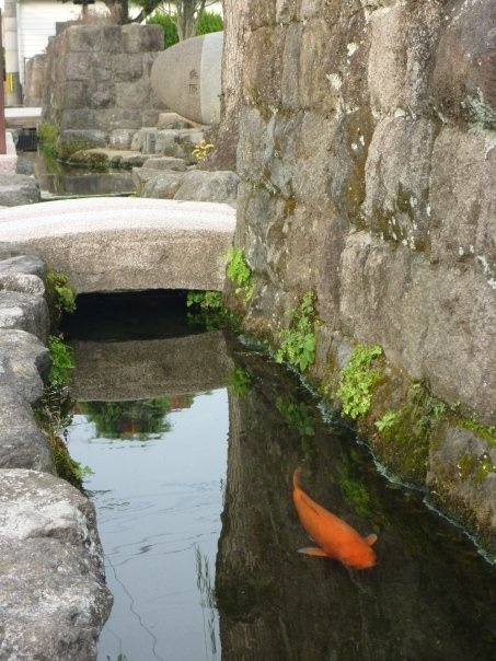 Không thể tin được, đàn cá chép lại có thể sinh sống trong một rãnh nước thải tại Nhật Bản! - Ảnh 4.
