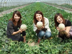 Lễ hội Melon tại Tỉnh Ibaraki